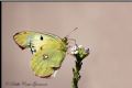 Colias crocea